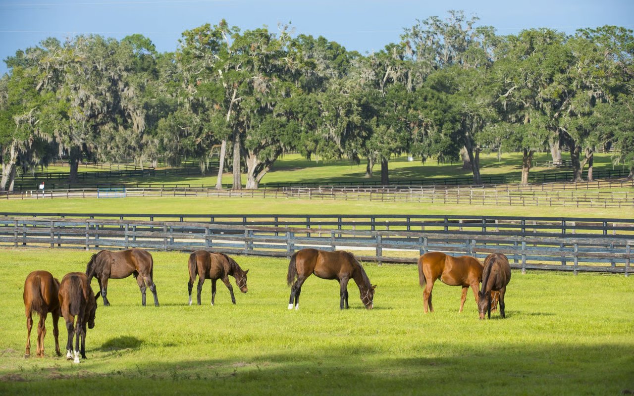 Horses grazing in a Florida pasture near Fish Hawk